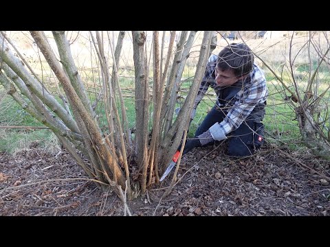 Haselnuss schneiden  | Florian schneidet