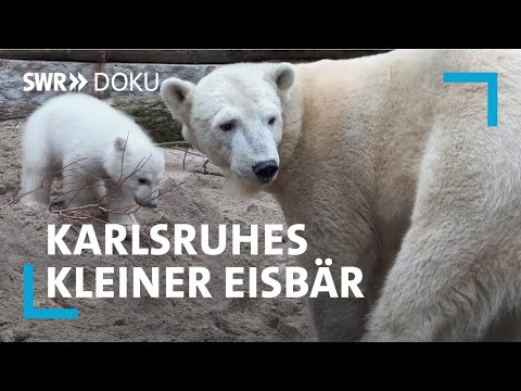 Mika - Karlsruhes kleiner Eisbär | SWR Doku
