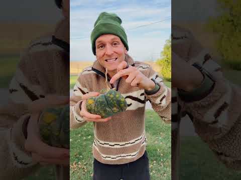 Before you throw out your pumpkins, you could save the seeds for next year. Here’s how! #shorts