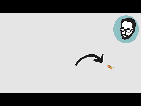 The First Animal In Space May Surprise You