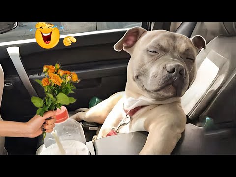 I dare you not to LAUGH at these Comedian Dogs 😁 Funniest ANIMAL Videos