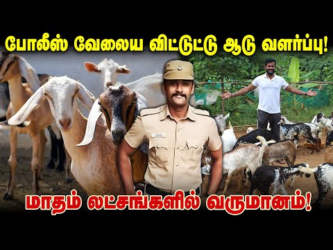 போலீஸ் வேலையை விட்டுட்டு ஆடு வளர்ப்பு! மாதம் லட்சங்களில் வருமானம்! #goatfarming  #integratedfarming