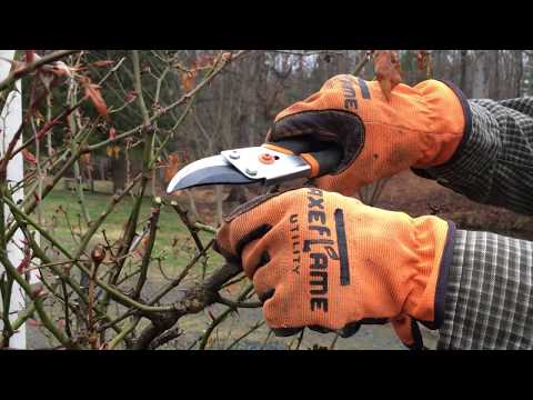 When And How To Prune A Rose Bush