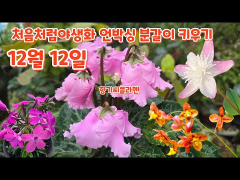 처음처럼야생화 언박싱 차가후룩스 향기씨클라멘 대만방울새란 분갈이 백두산월귤 오렌지퀸삼지
