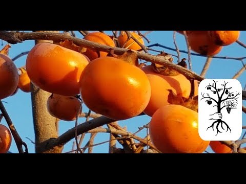 Kaki aus dem eigenen Garten essen - ein Traum!