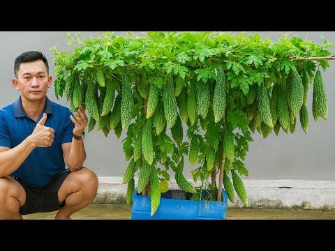 Container Gardening: Bitter Melon Made Easy | US & Europe