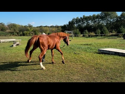 Overcoming Fear: Grand Prix Jumper gets Scared