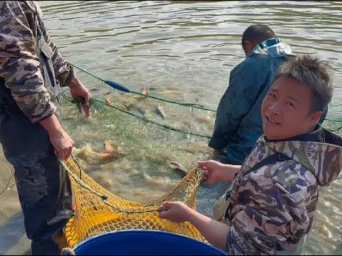 9000块盘的鱼塘，这次卖了2000多块，估计能挣不少钱 #我的乡村生活 #抓鱼 #真实户外