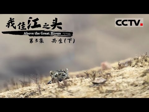 《我住江之头》第3集 “雪豹王国”的传奇 世界首例雪豹白内障摘除手术成功 雪豹“凌寒”失而复明！ About the Great Rivers EP3【CCTV纪录】