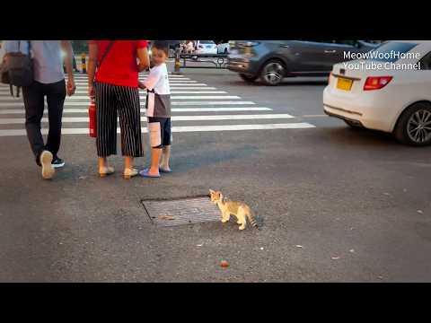 Stray Kitten Follows a Passerby, Pretending to Have an Owner