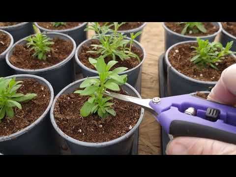 Разжевал досконально как формировать петунию,калибрахоа и другие цветы от черенка до огромного шара