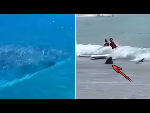 Surfers Ambushed By Great Whites In Brutal Attacks