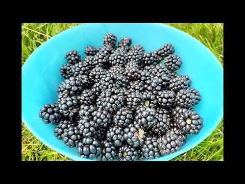 Walberton in West Sussex #westsussex #walks #camping #campfire #fordranger #wildtrak