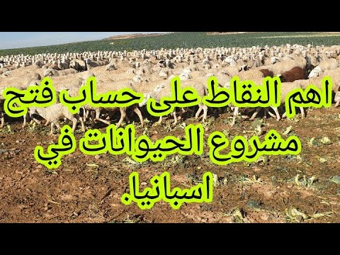 مشروع تربية المواشي في اسبانيا 🇪🇸