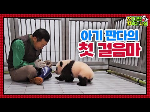 (SUB) Baby Panda's touching first steps🐼│Panda World