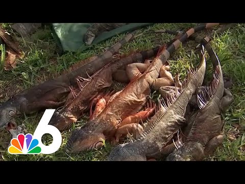 Tons of frozen iguanas captured, but it's no help to overall population