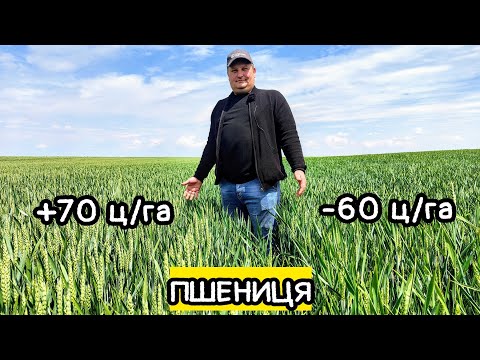 70% врожайності ПШЕНИЦІ - прапорцевий листок👍 Чому краще добрива із біостимулятором від Timac?