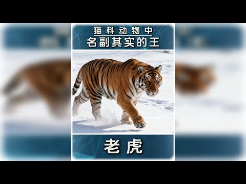 老虎才是猫科动物真正的“王”！！