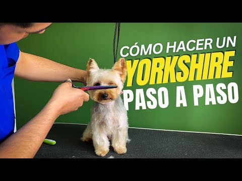 YORKSHIRE TERRIER COMMERCIAL ARRANGEMENT