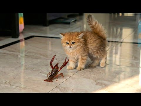Hilarious Video Compilation Cats & Wild Animals 😹 | Funny and Unexpected Animal Moments 😂