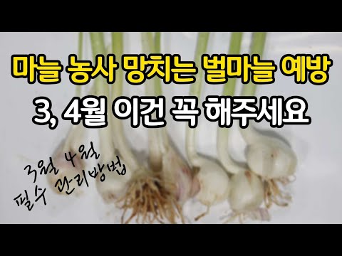 마늘 농사 망치는 벌마늘 예방 - 3, 4월 이건 꼭 해 주세요