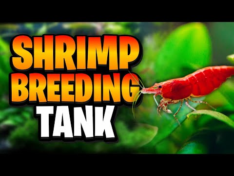 How To Easily Set Up A Thriving Cherry Shrimp Breeding Tank! (Works With Any Neocaridina Shrimp)