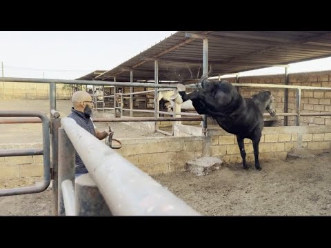 أخطر هجوم للفرس