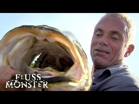 Der Nil-Barsch: Der größte Fisch Afrikas | S2 E05 | Fluss Monster