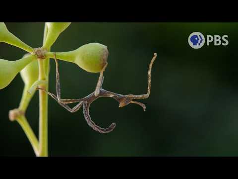 Can You Spot These Insane Camouflaged Animals?