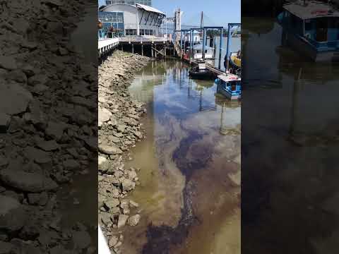 Oil Spill at New Westminster Quay