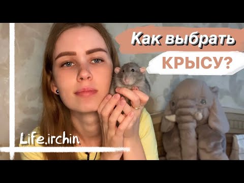 КАК ВЫБРАТЬ КРЫСУ | КОГО ВЗЯТЬ: МАЛЬЧИКОВ ИЛИ ДЕВОЧЕК 🐀🐁 ИНСТРУКЦИЯ ПО ВЫБОРУ КРЫСЫ