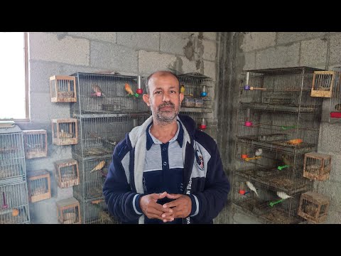 البيض غير مخصب؟فقس فرخ من أربع بيضات؟ قشر البيض الذي فقس؟  فحص بيض الأنثى الذي اكل الذكر بيضها.