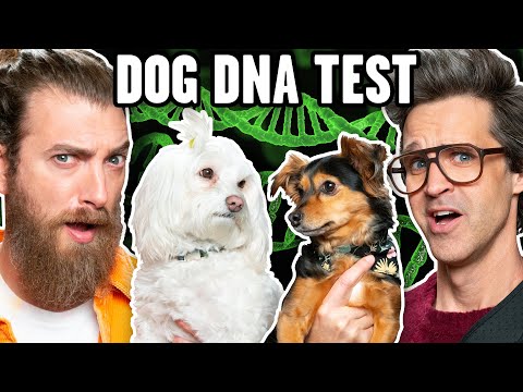 Link Is Shocked By Dog DNA Results
