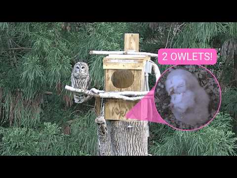 🚨 LIVE: TWO OWLETS HATCHED 🐣🐣 | Barred Owl Nest Cam | Outside View