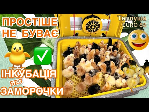 🐣Мій РЕЖИМ ІНКУБАЦІЇ для Теплуша EURO 88 PRO💛💙Простіше лише купити