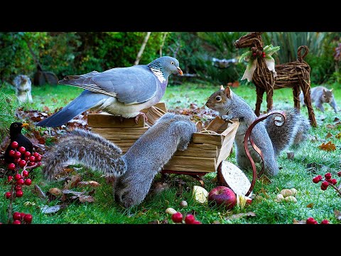 Christmas Cat TV NO ADS 🛷 Birds & Squirrels Unload the Nut Sleigh 🛷 Videos for cats to watch 4K HDR