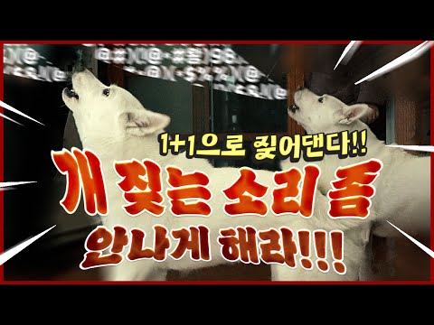 이젠 1+1으로 짖어댄다!! 낯선사람에게 하루종일 짖어대는 반려견!! #짖음 #짖음교육