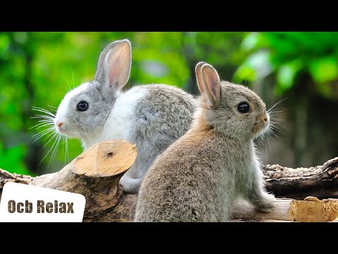 12 Hours of Relaxing Music: Aspect | Piano Music for Stress Relief, Sleep Music, Meditation Music