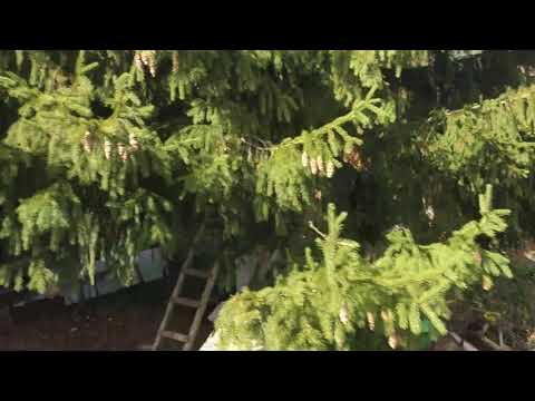 The neighbors have seized my property and are trying to prove that it is their territory! (1) Sep...