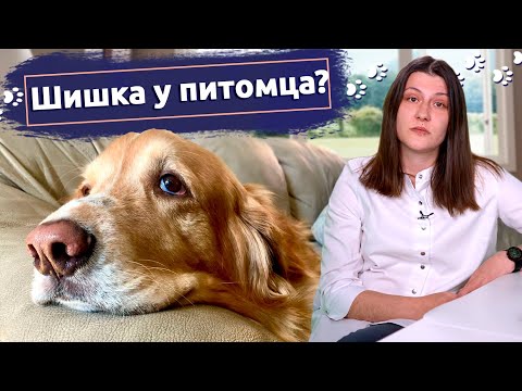 Шишка под кожей у питомца: Что делать хозяевам - объясняет ветеринар
