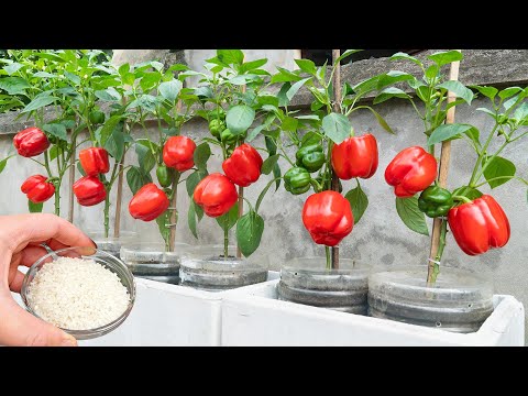 Step-by-Step Secret Method for Growing Rare Bell Peppers That Will Boost Your Home Garden Harvest