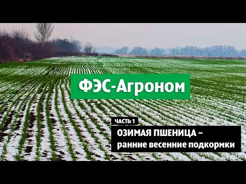 Озимая пшеница - ранние весенние подкормки