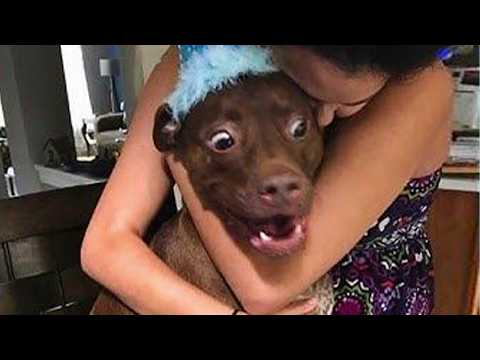 Dogs Being the Real Comedy Kings 😂 Funniest Animal Videos 2025