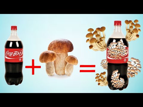 BOTTLE + MUSHROOM WASTE, combine them and you will be amazed, cultivar setas, to grow mushrooms,