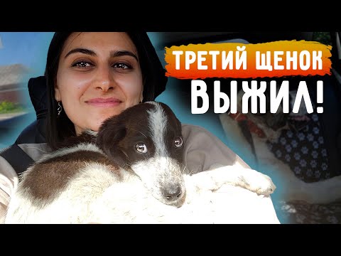 Последний щенок ВЫЖИЛ. В другой клинике смогли его реанимировать. Забрали спустя неделю.