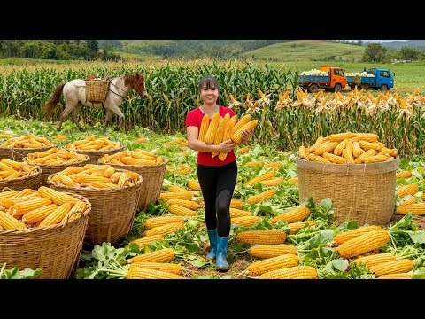 TIMELAPSE -- Process 3 Months of Gardening, Growing Sweet Corn - From Start to Harvest Go to Sell