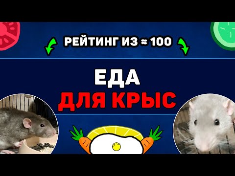 What foods can and can't be fed to rats? A comprehensive breakdown.