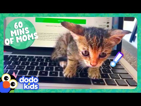 60 Minutes Of Animals Who Love Their Moms ❤️  | Dodo Kids | Animal Videos For Kids