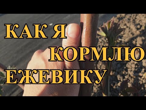 Как я кормлю ежевику и не только)))
