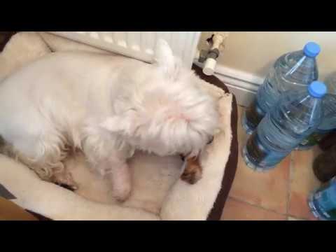 Westie don't like when someone want touch his bone